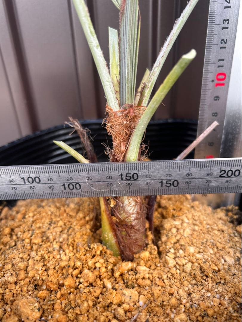 ブラヘア アルマータ I特白個体