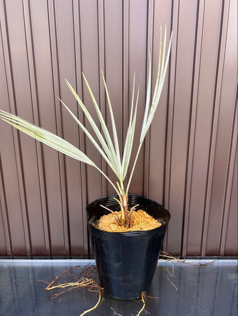 ブラヘア アルマータ I特白個体