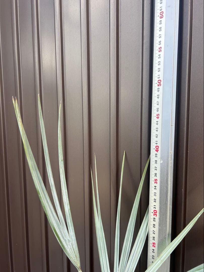 ブラヘア アルマータ I特白個体