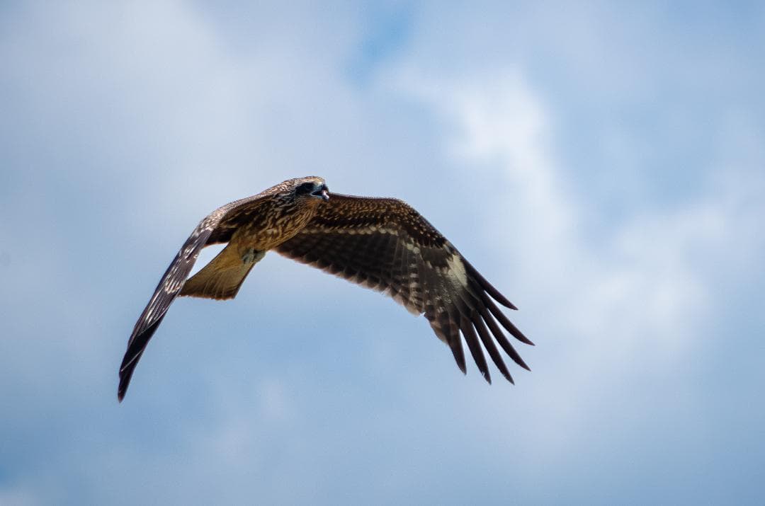 taktak【黒死病対策】【内臓電池交換】PENTAX K-30 青