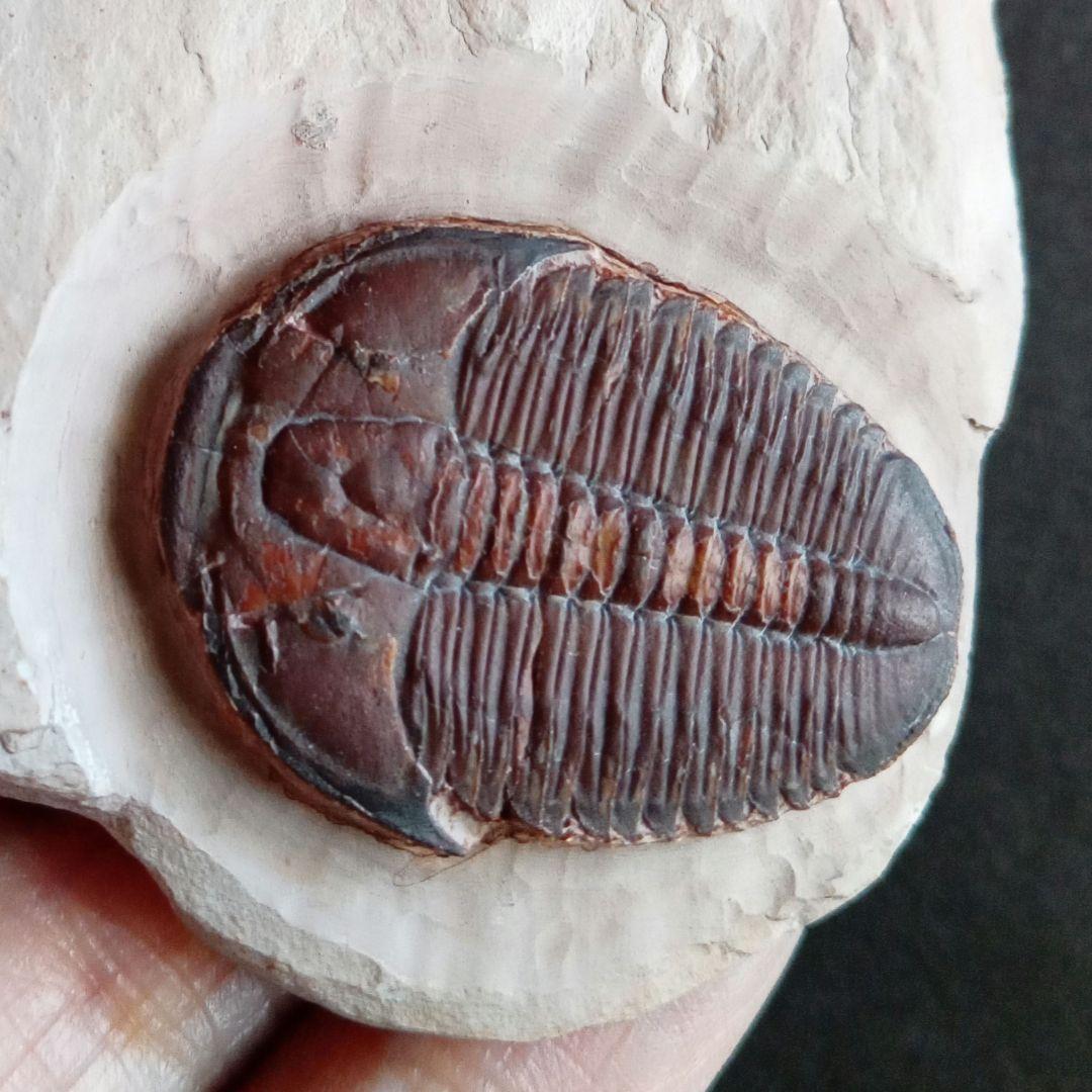 三葉虫　エルラシア　レッド　特大　33mm　ＵＳＡ　完全体　極美麗　極めて希少