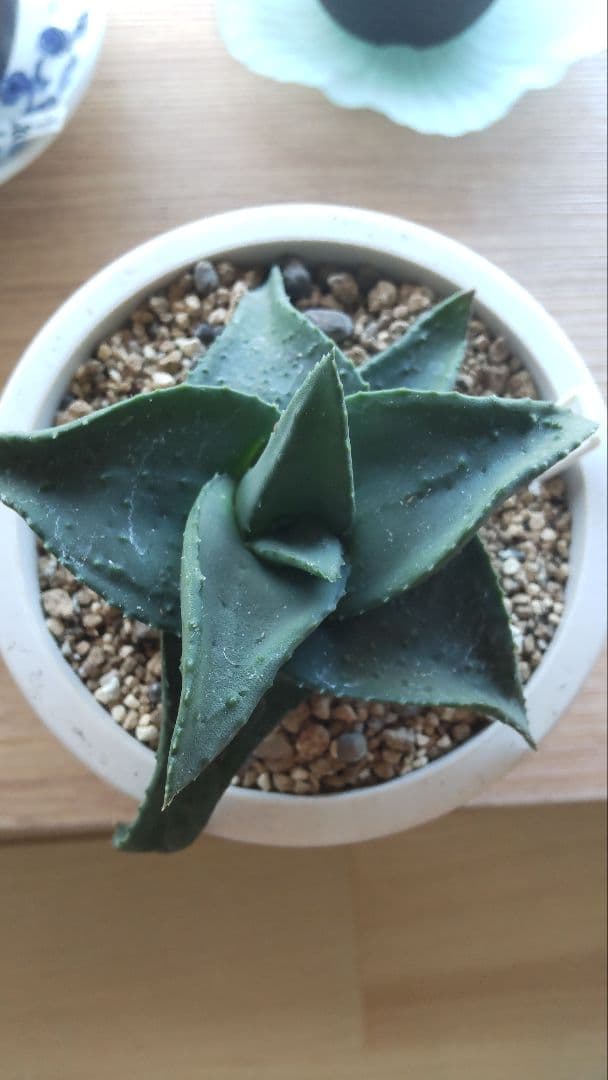 十兵衛×カスティロニアエ 植物