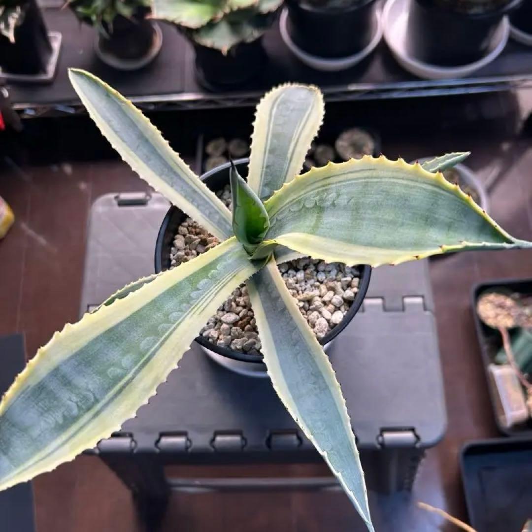 【美中株】アガベ　リップルエフェクト　発根済み