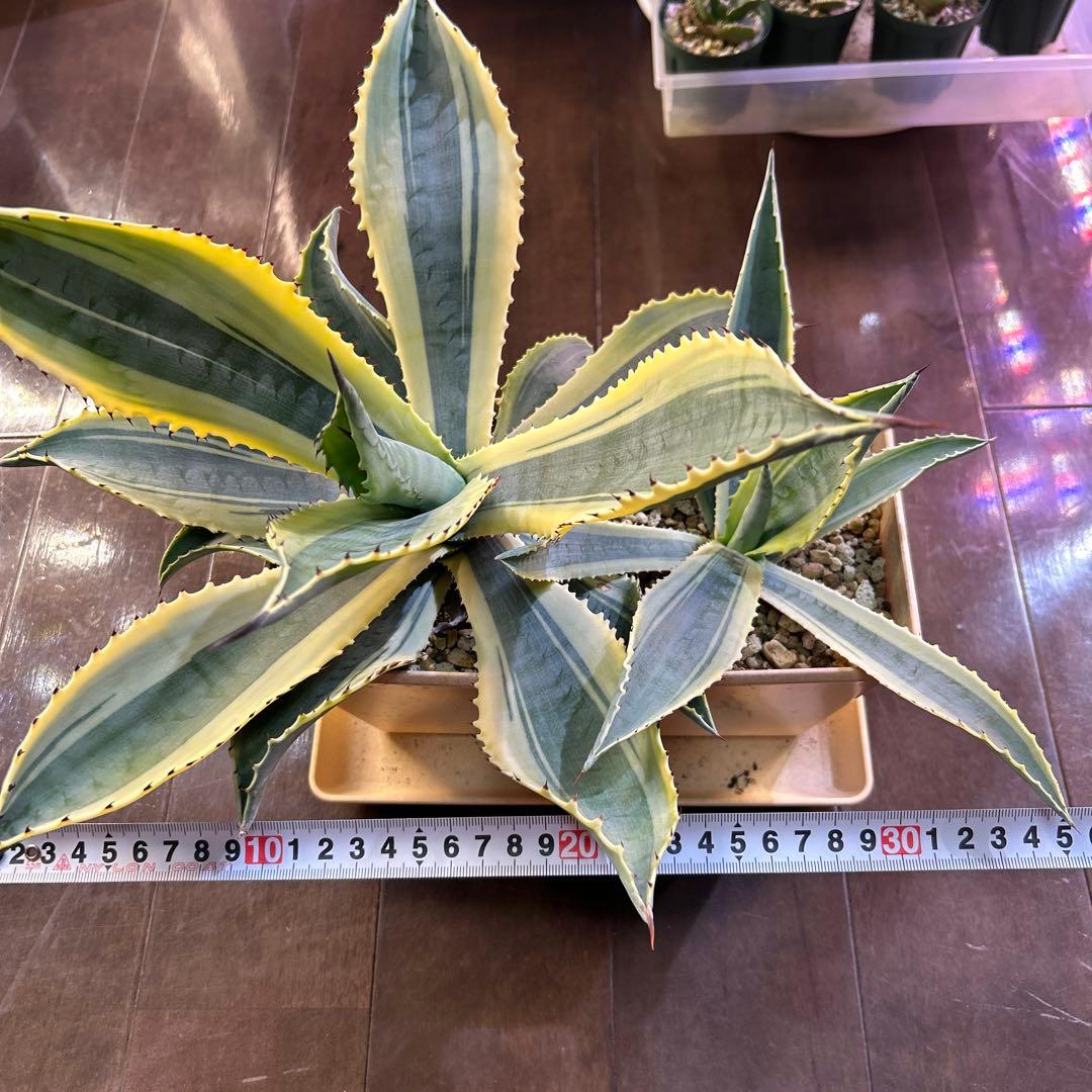 【美中株】アガベ　リップルエフェクト　発根済み