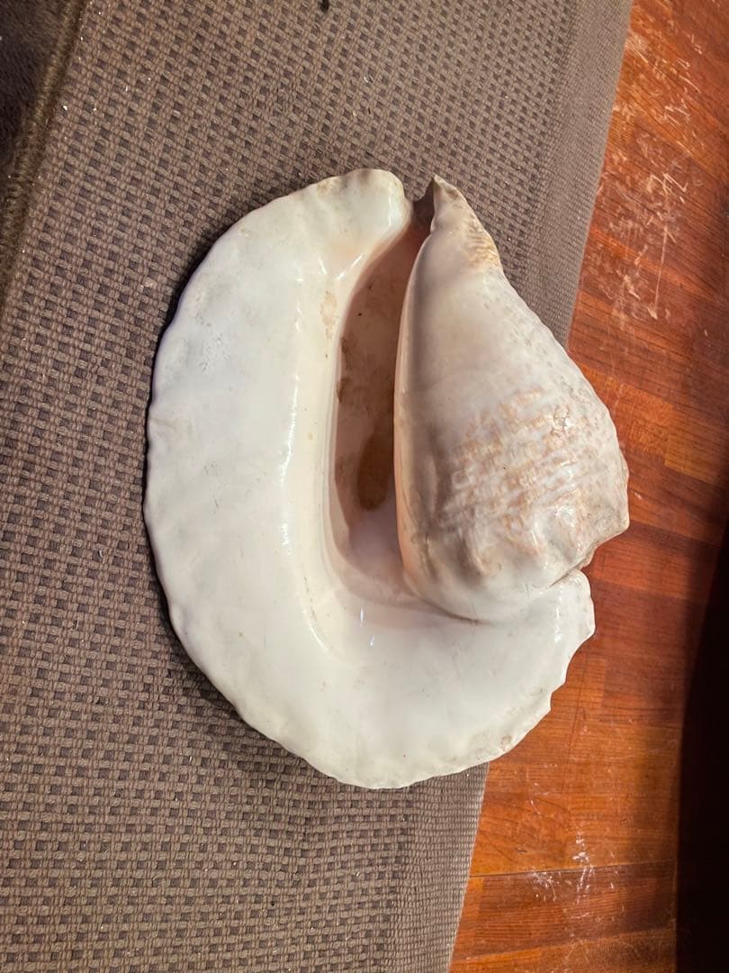 天然貝殻 インテリア装飾品 大きめ クイーンコンクシェル