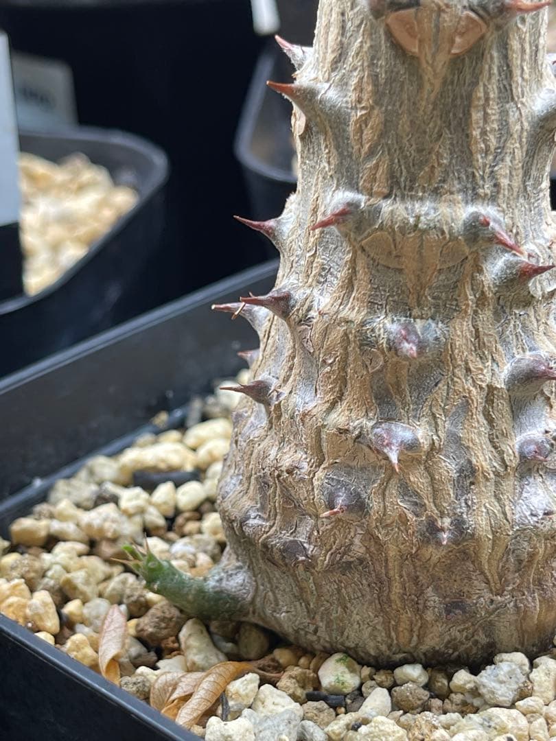 EMP パキポディウム ウィンゾリー 実生 / Pa82