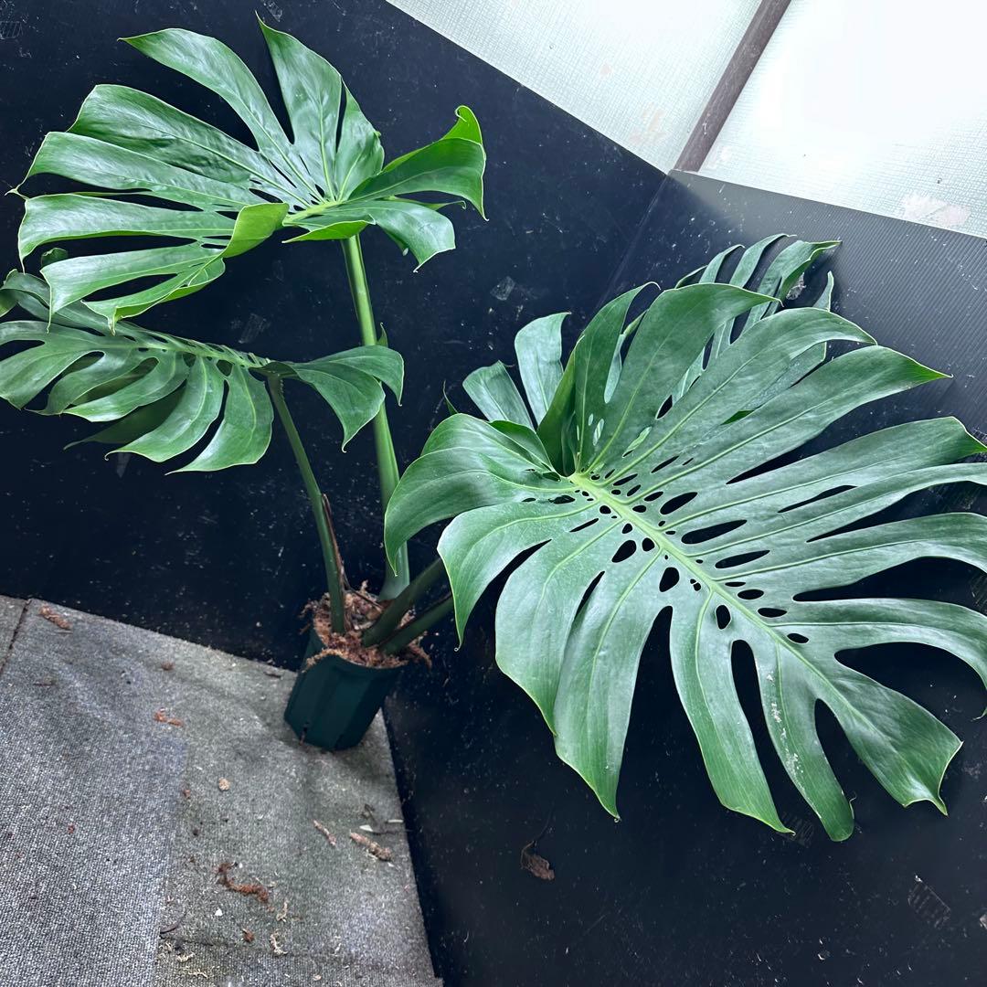 モンステラデリシオーサマクロコズム超希少系統鉢植え103㎝