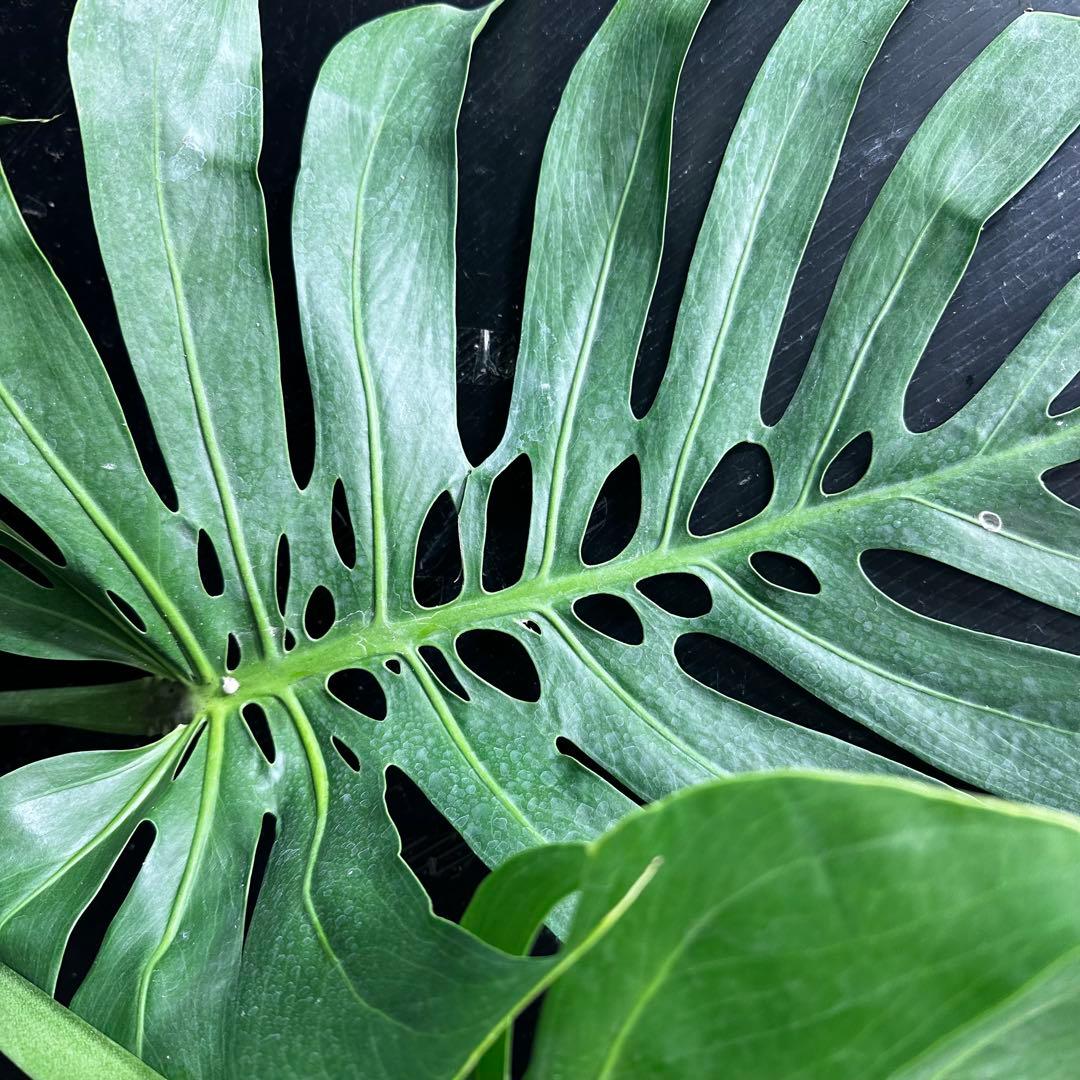 モンステラデリシオーサマクロコズム超希少系統鉢植え103㎝