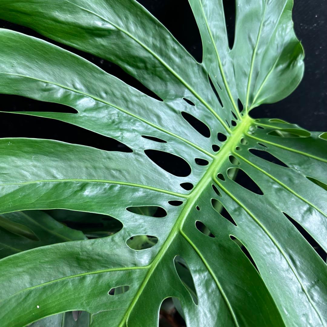 モンステラデリシオーサマクロコズム超希少系統鉢植え103㎝