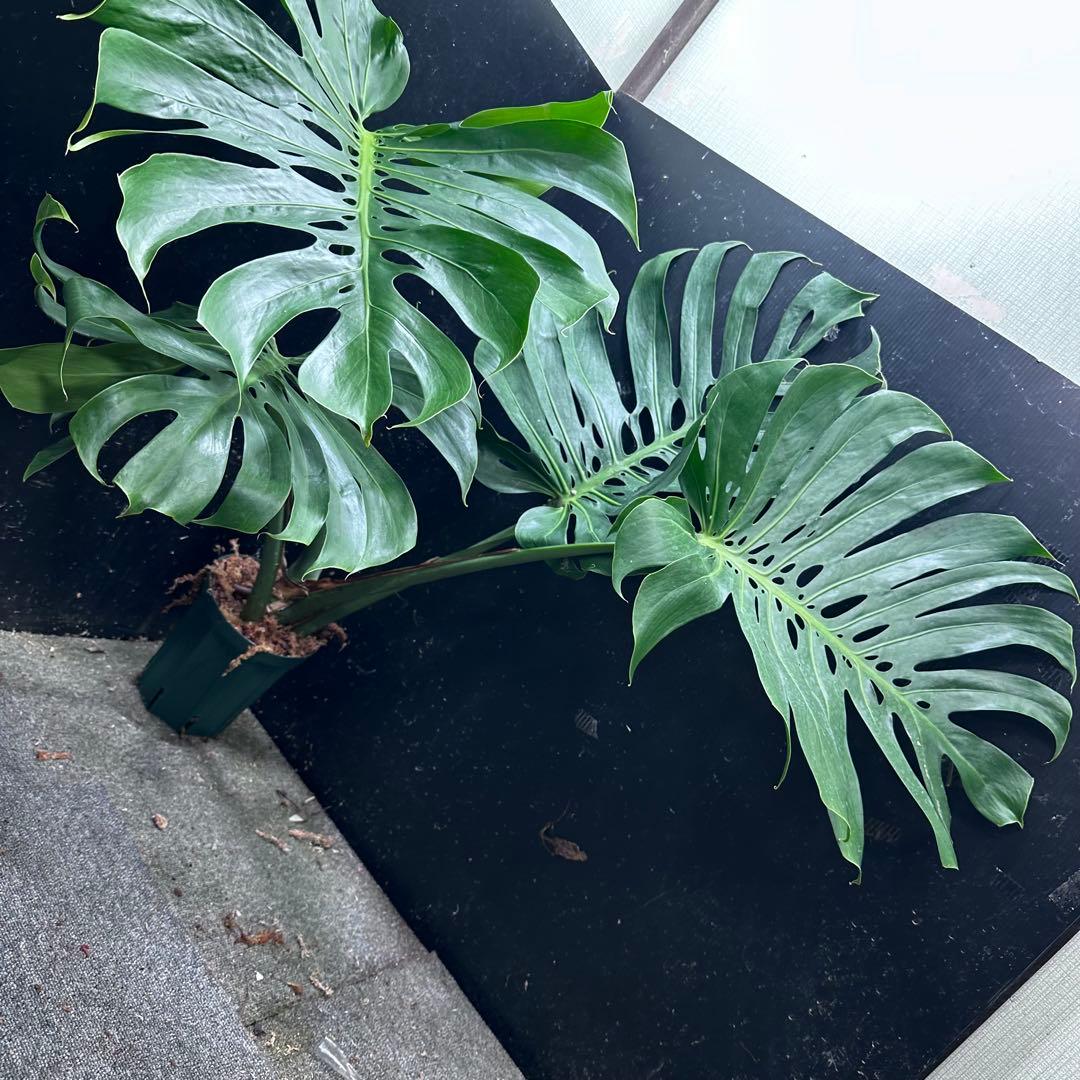 モンステラデリシオーサマクロコズム超希少系統鉢植え103㎝