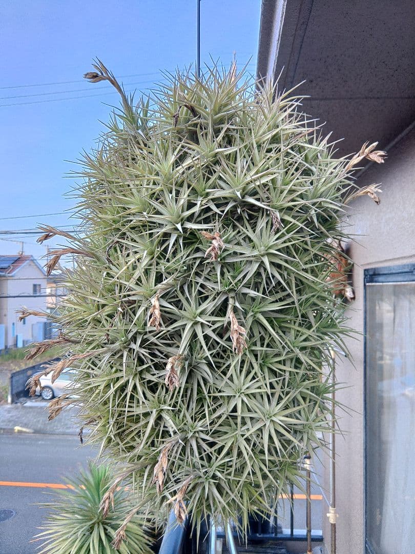 #エアープランツクランプ　ティランジア　ベルゲリー大型クランプ