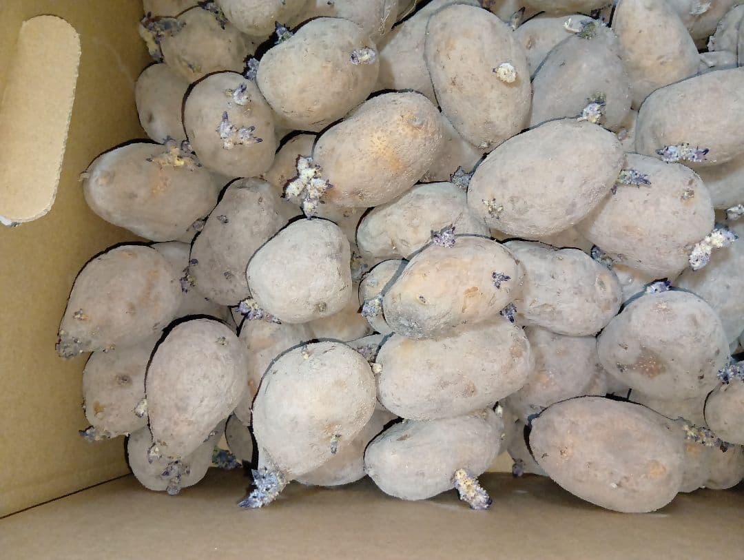 インカのめざめ 種芋 7kg