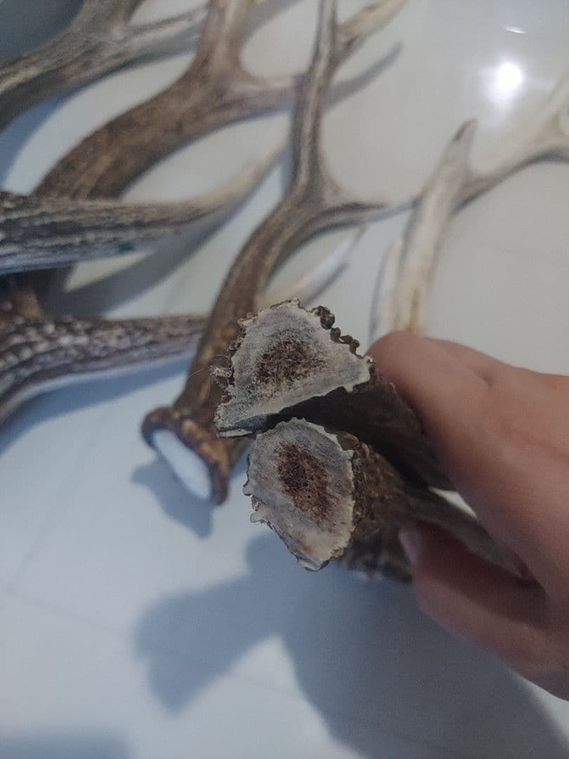 蝦夷鹿角　おまとめ　6本　大きさ色々