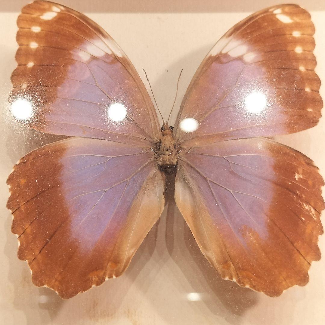 ヴィンテージアート 蝶の標本 モルフォ蝶