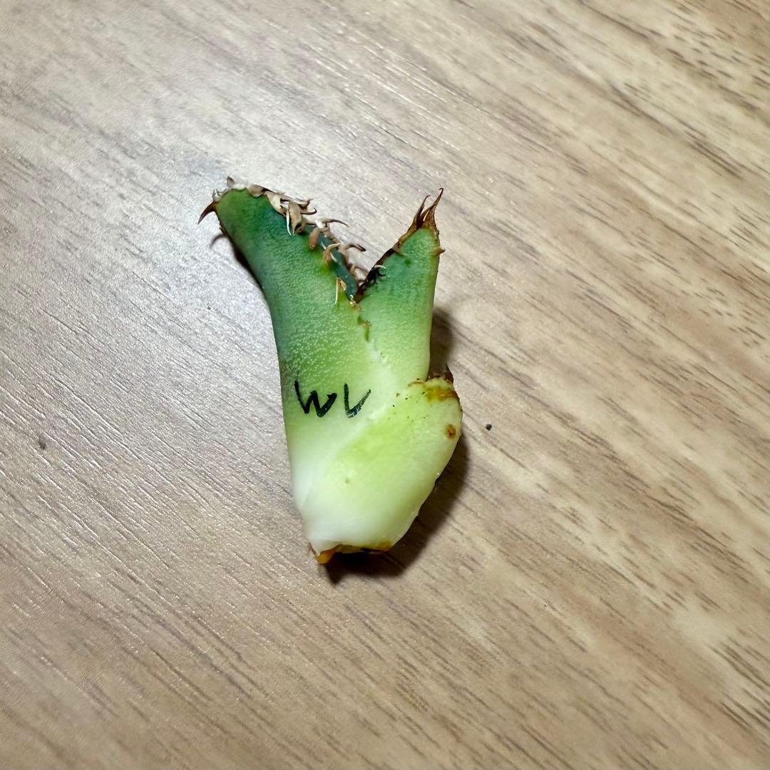 アガベチタノタ　MS-WV ② 【限定値下げ】