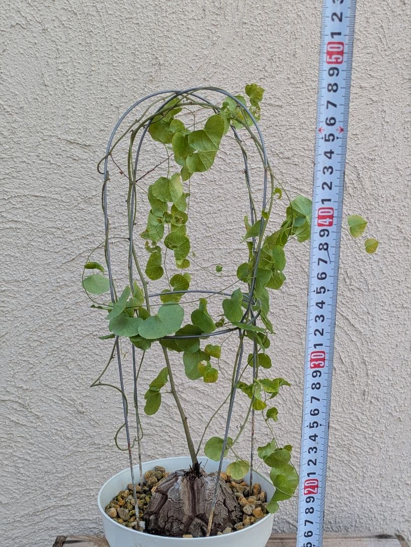 【現品・鉢まま出荷】割れがかっこいい!!　亀甲竜　アフリカ亀甲竜