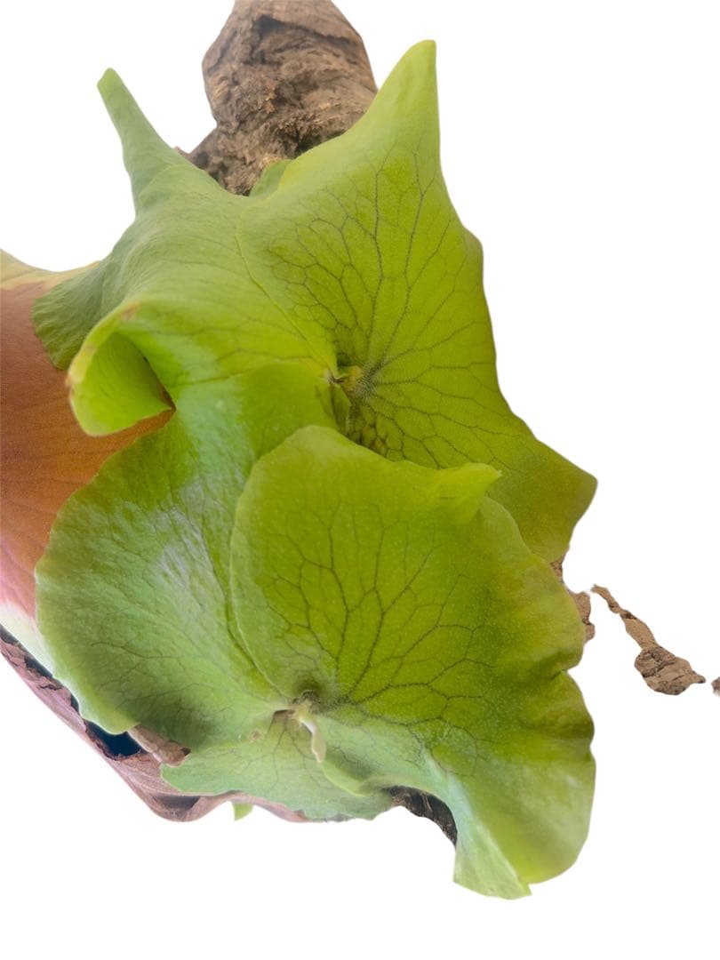 親株サイズ！P.'Suriyon' OC ビカクシダ　コウモリラン　スリヨン