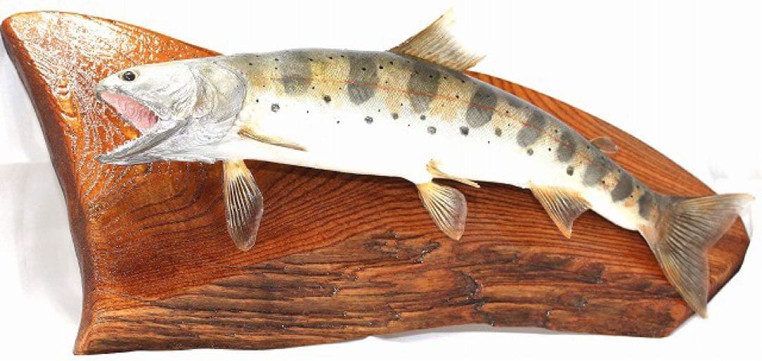インテリア　渓流魚　山女魚　剥製