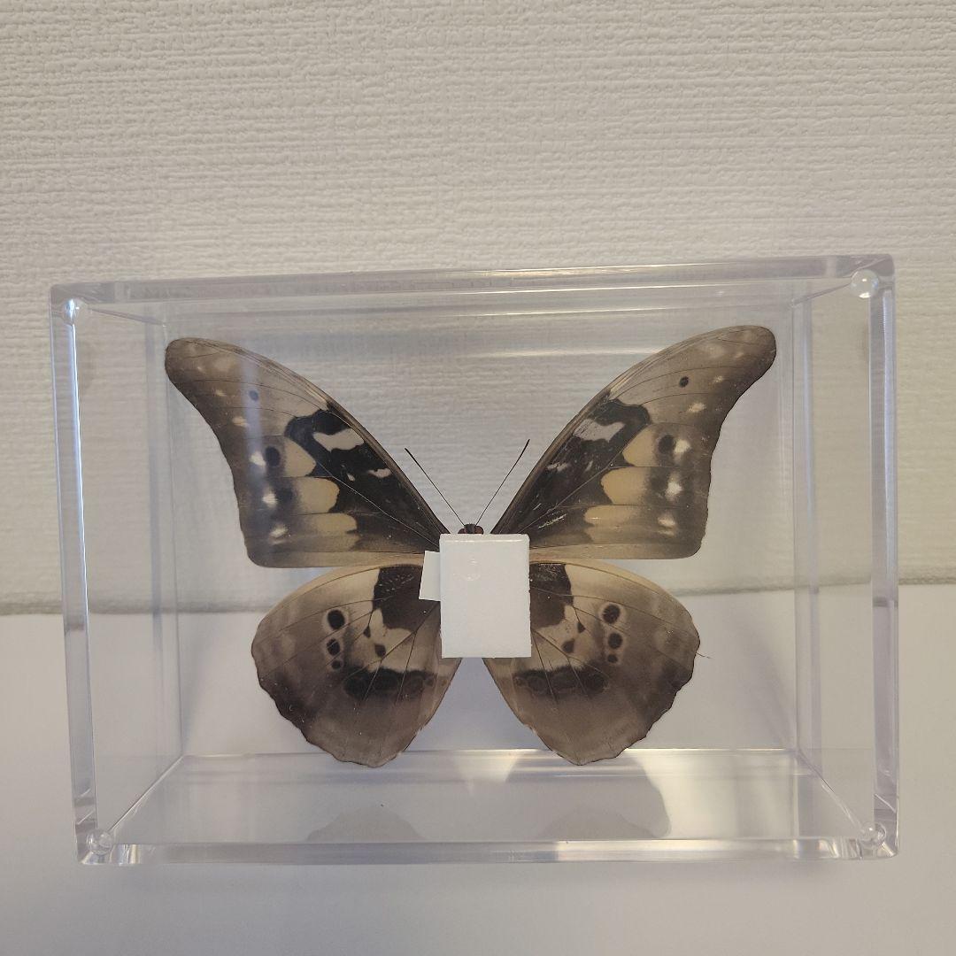 蝶の標本　ジャングルを舞う宝石(特特A)