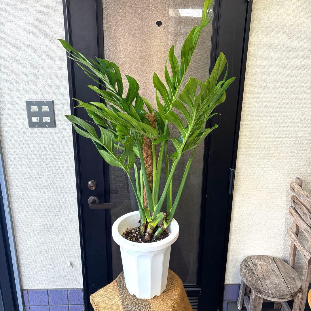 超希少　モンステラ　ジェイドウィング　8号　105cm程度　観葉植物