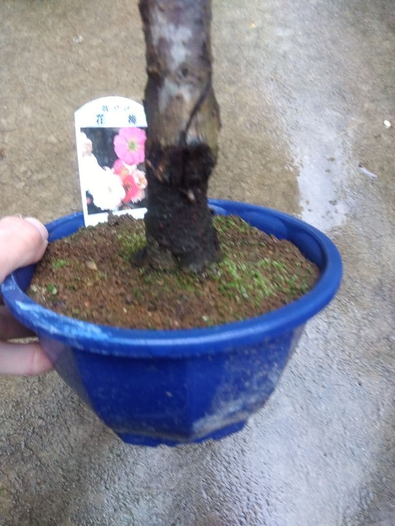 メルモ☆彡ユキエ　梅咲き分け５号鉢つき 菊水綴化　接木　3号鉢つき　計5鉢