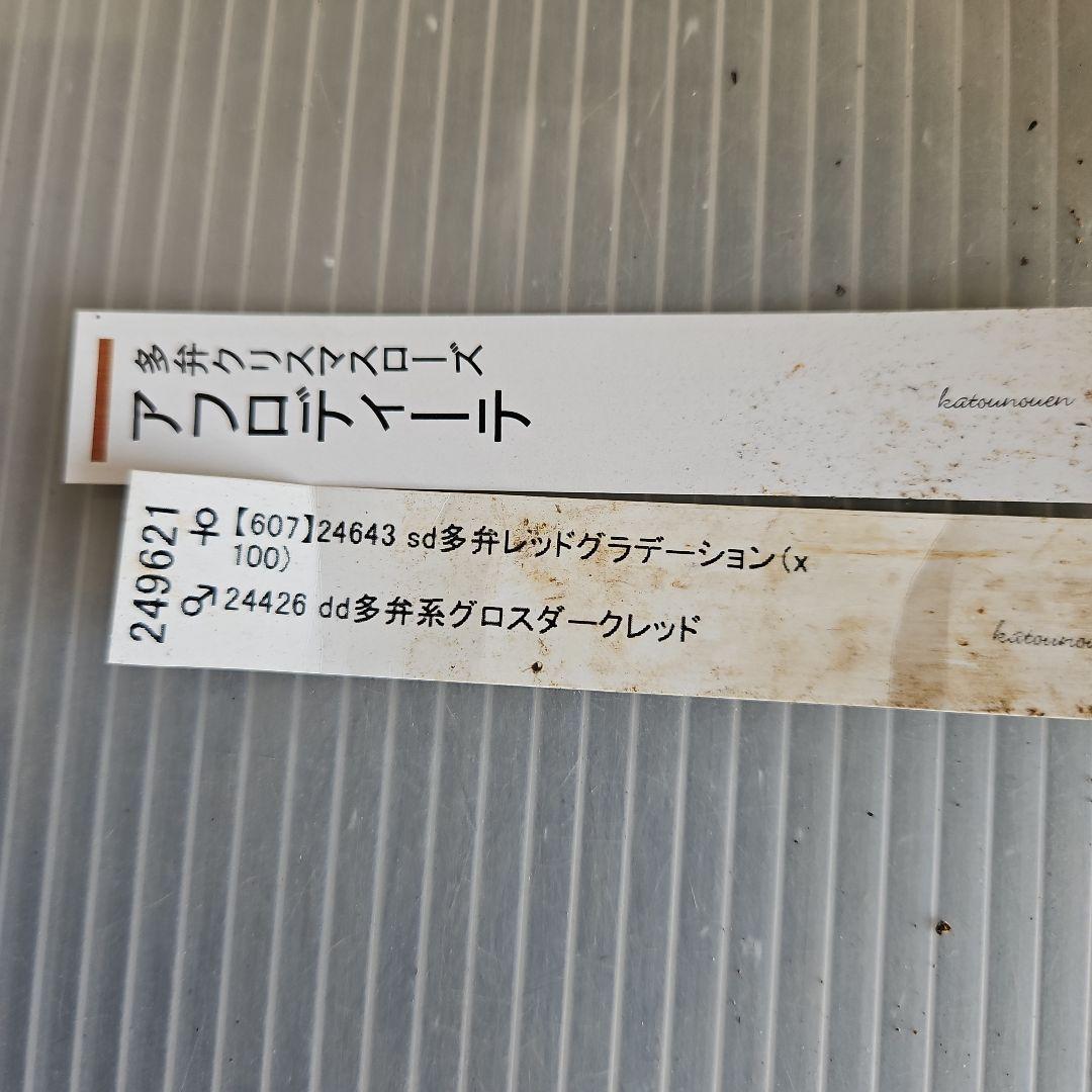 ㉖-340クリスマスローズ