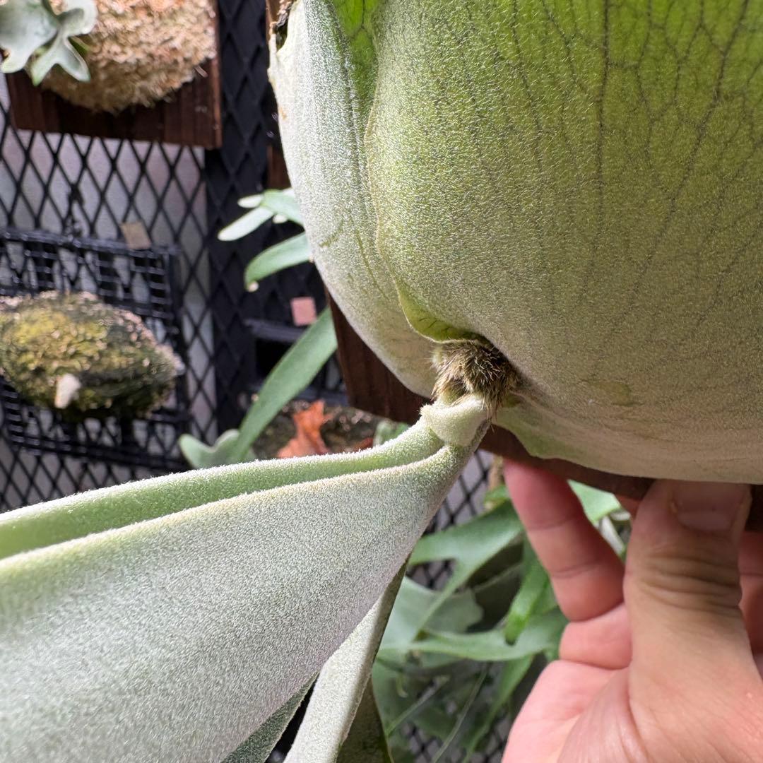 限定1株　P. willinckii 'Sailor Mars’ OC