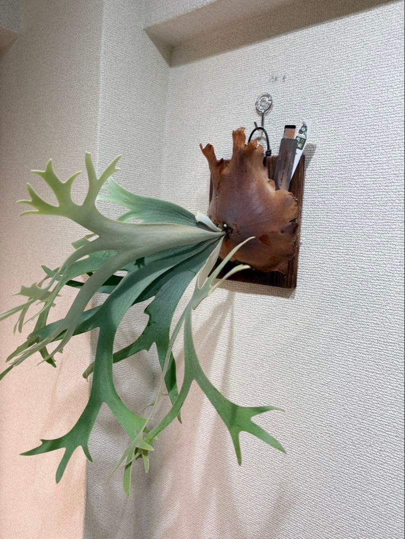 限定1株　P. willinckii 'Sailor Mars’ OC