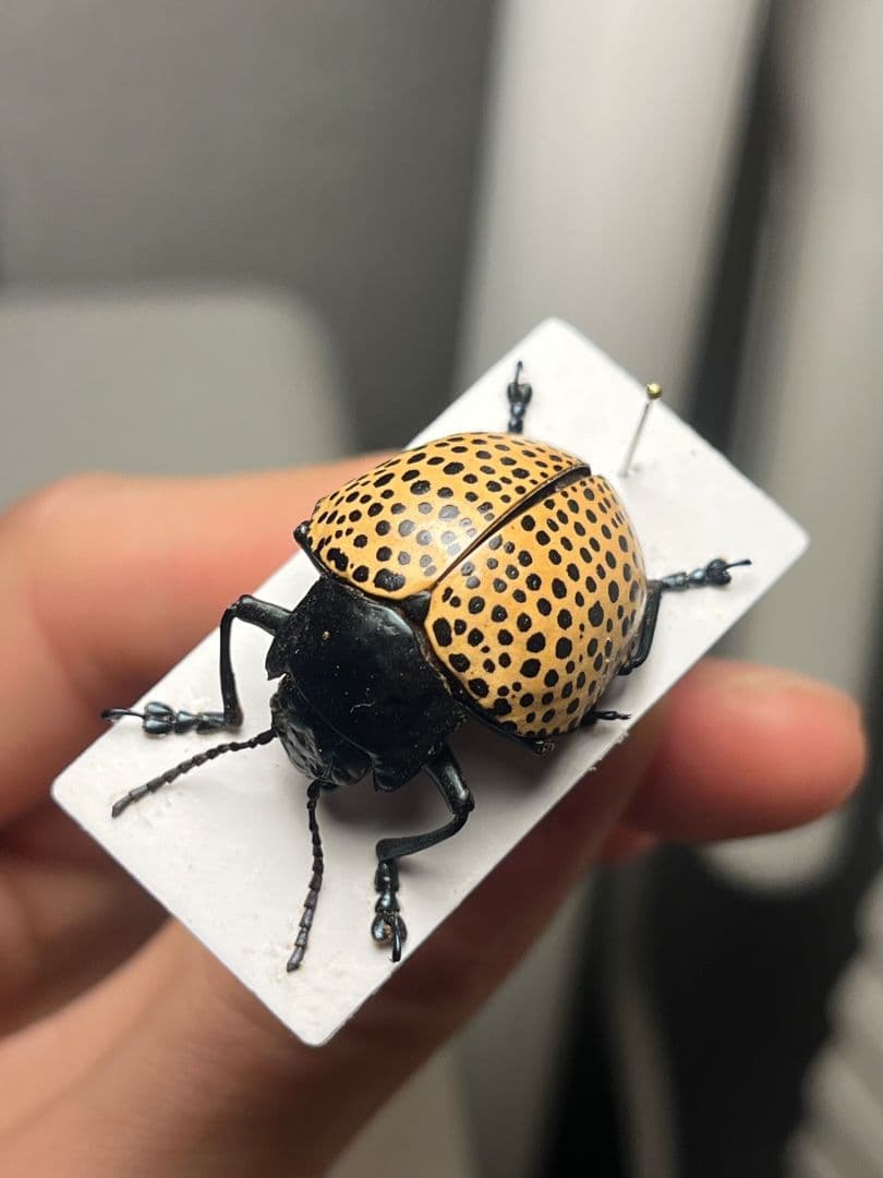 【真作】ミズタマズングリハムシ 草間彌生 作品 昆虫標本 キノコムシ ハムシ