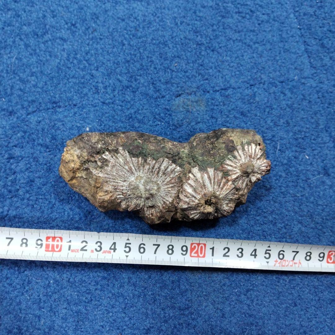 最終価格　菊花石　 天然石 鉱物 置物