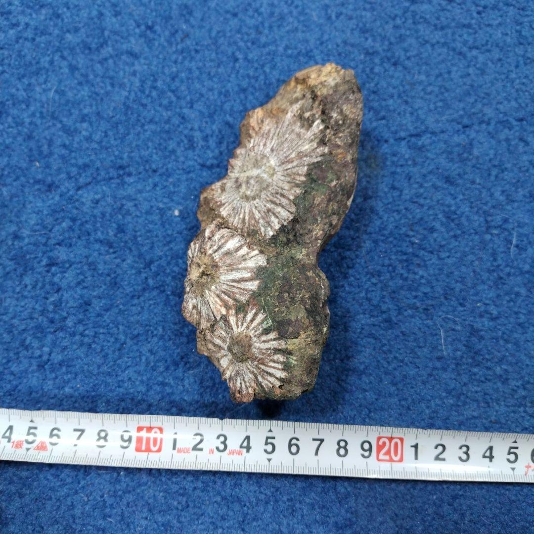 最終価格　菊花石　 天然石 鉱物 置物