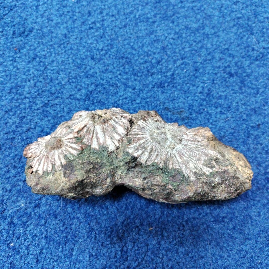 最終価格　菊花石　 天然石 鉱物 置物