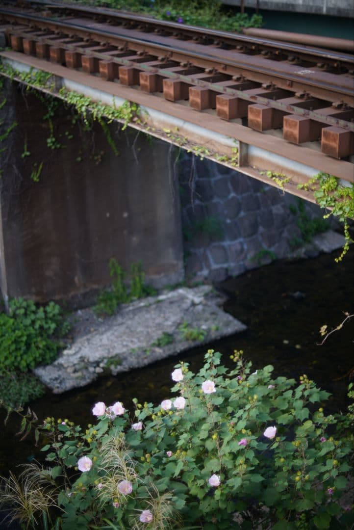 【動作確認済】Nikon NIKKOR-S.C 50mm f1.4 純正付属品付