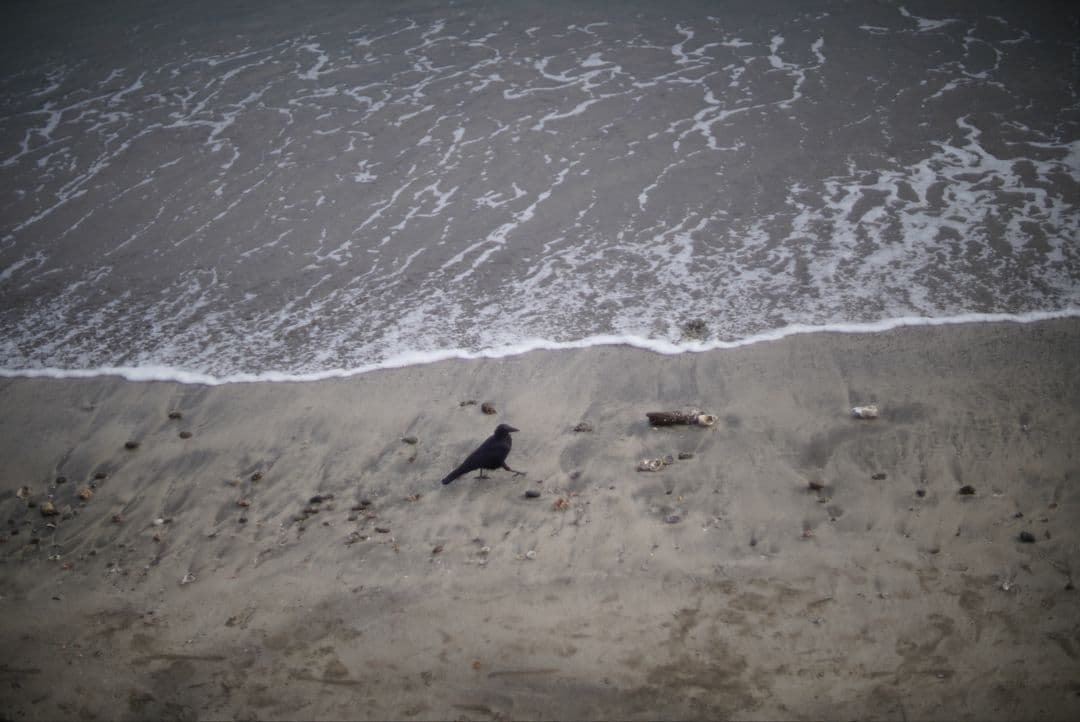 【動作確認済】Nikon NIKKOR-S.C 50mm f1.4 純正付属品付