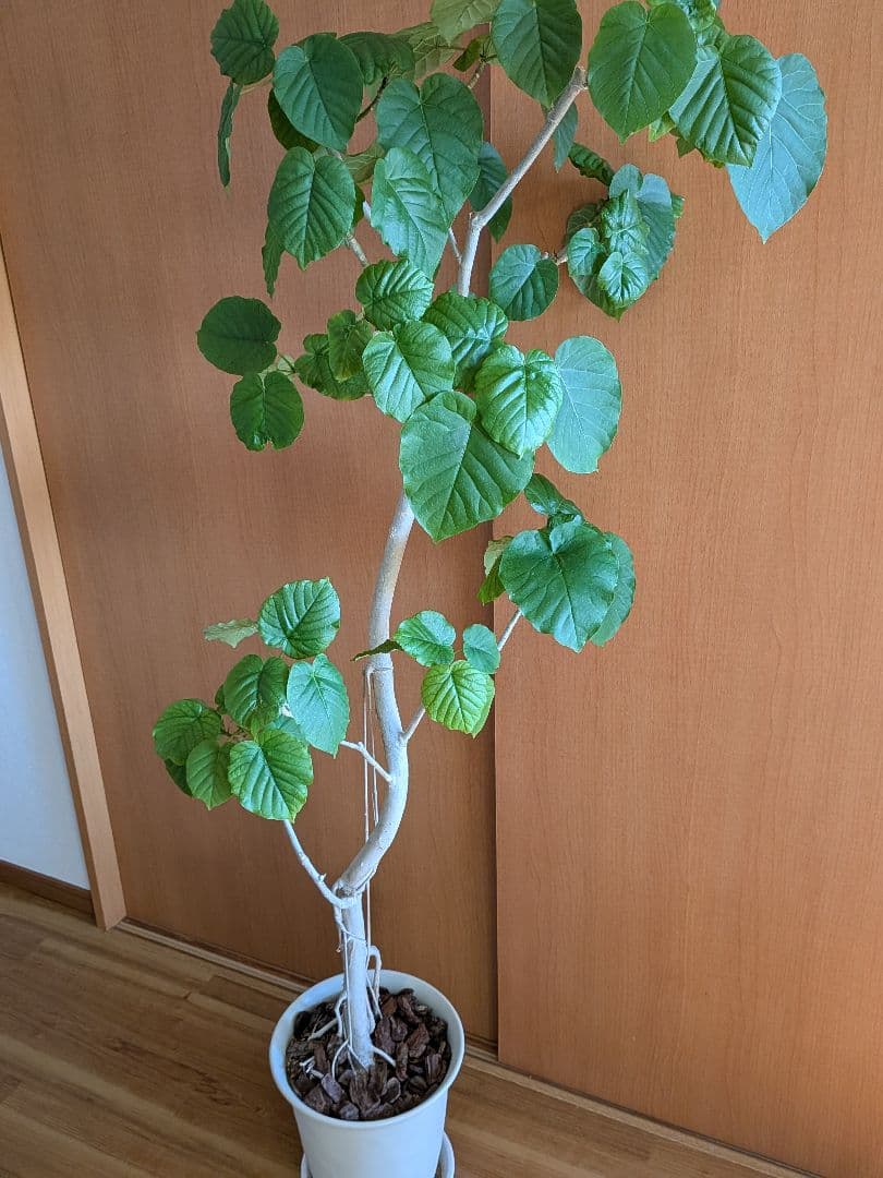 ウンベラータ　曲がり　大型　180cm