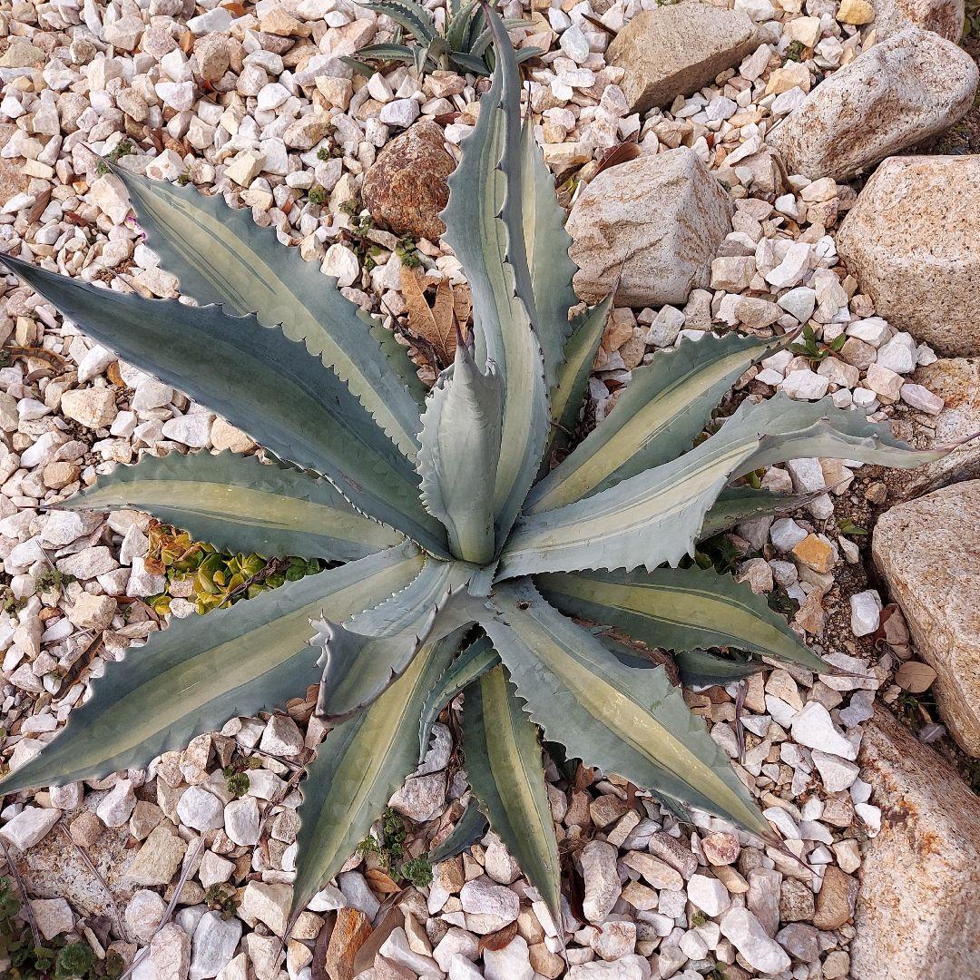 アガベ　アメリカーナ　エクスパンサパリーダ　耐寒性　初心者　大株　ドライガーデン