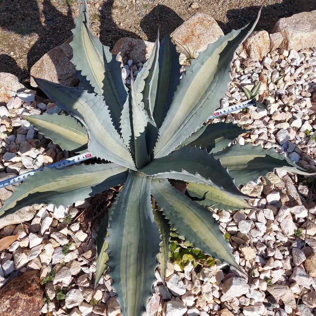 アガベ　アメリカーナ　エクスパンサパリーダ　耐寒性　初心者　大株　ドライガーデン