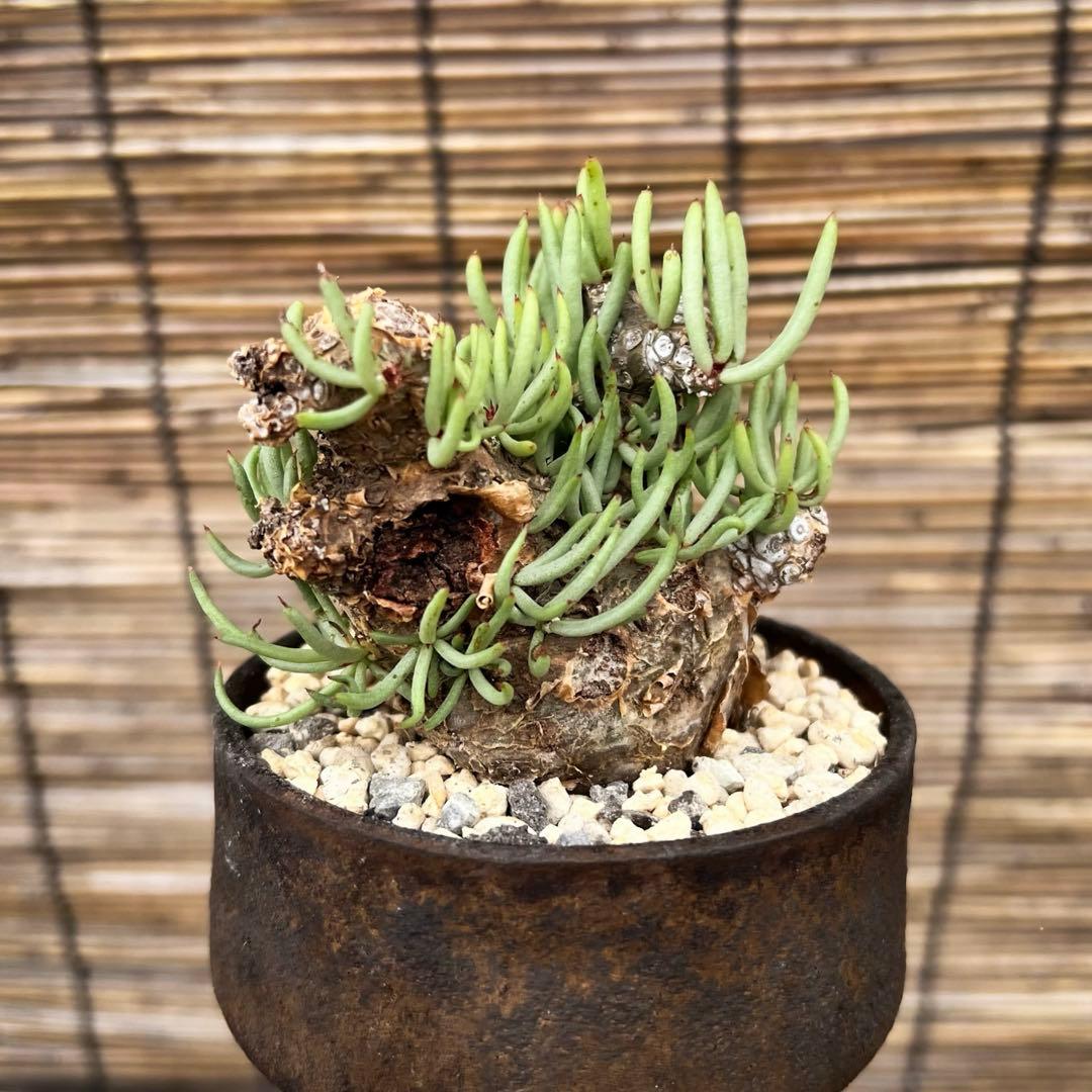 チレコドンぺアルソニー　白象　鉢付き