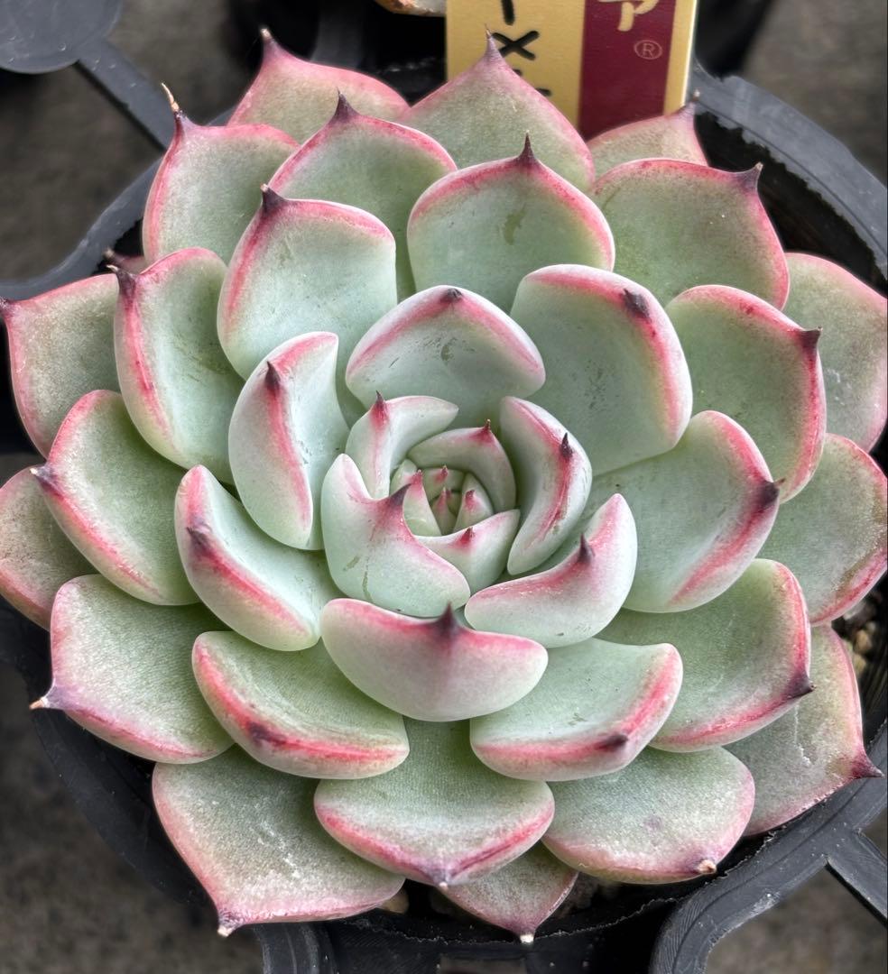 ミックスベリア 6種類 札付き(1月6日撮影)