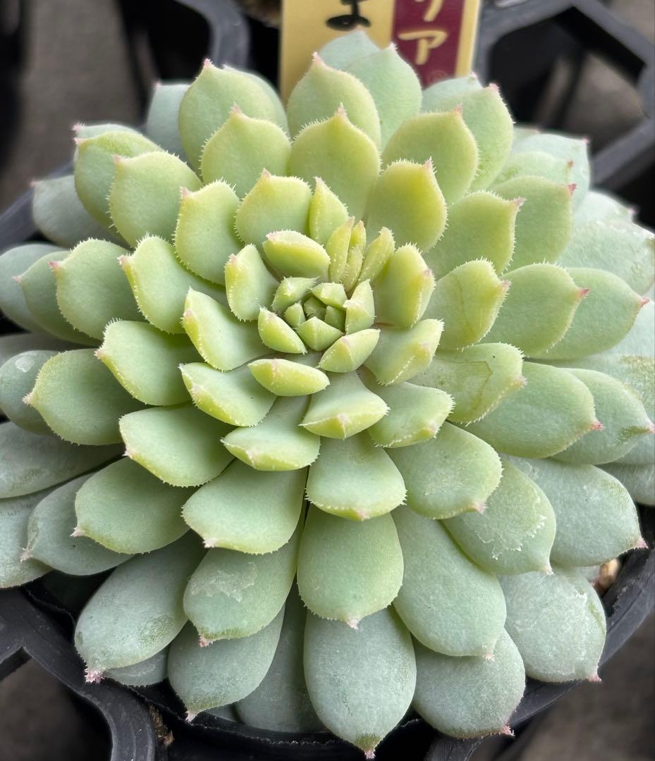 ミックスベリア 6種類 札付き(1月6日撮影)