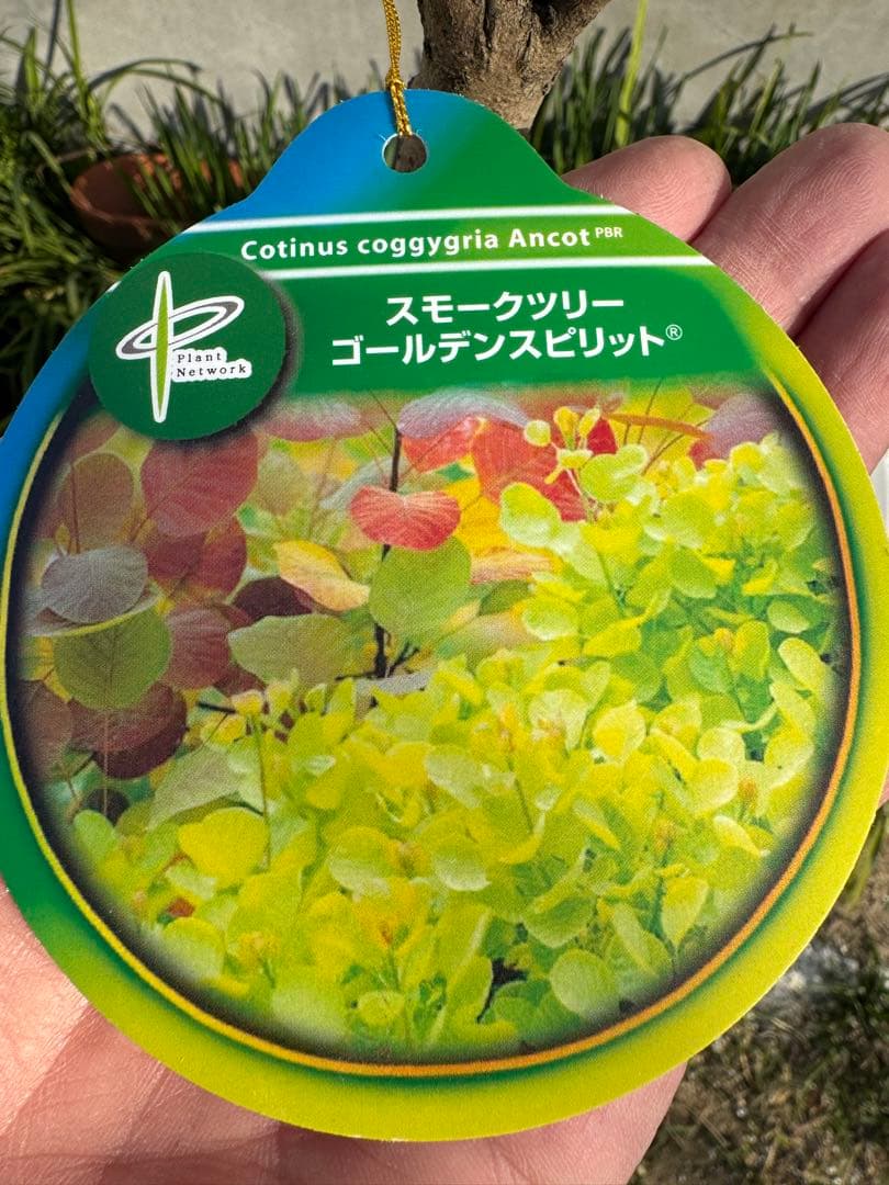 スモークツリー ゴールデンスピリット　樹高約87センチ