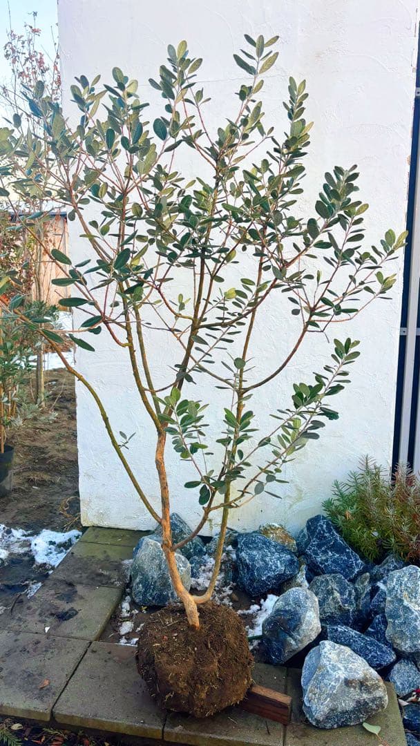 超美形。仕立てフェイジョア1.6M(鉢底から)幅1.0M 品番C