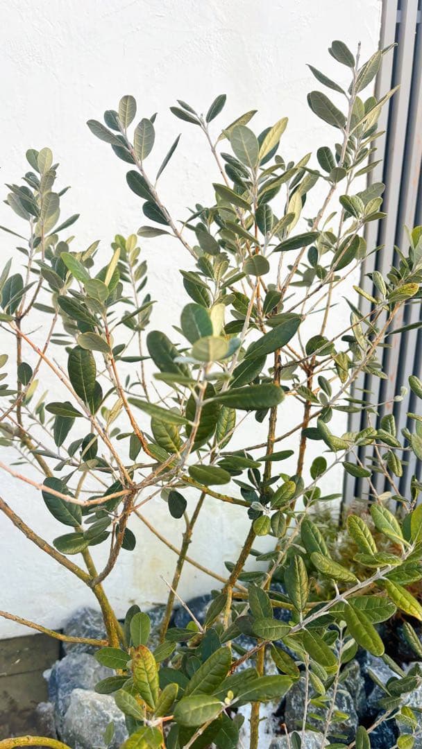 超美形。仕立てフェイジョア1.6M(鉢底から)幅1.0M 品番C