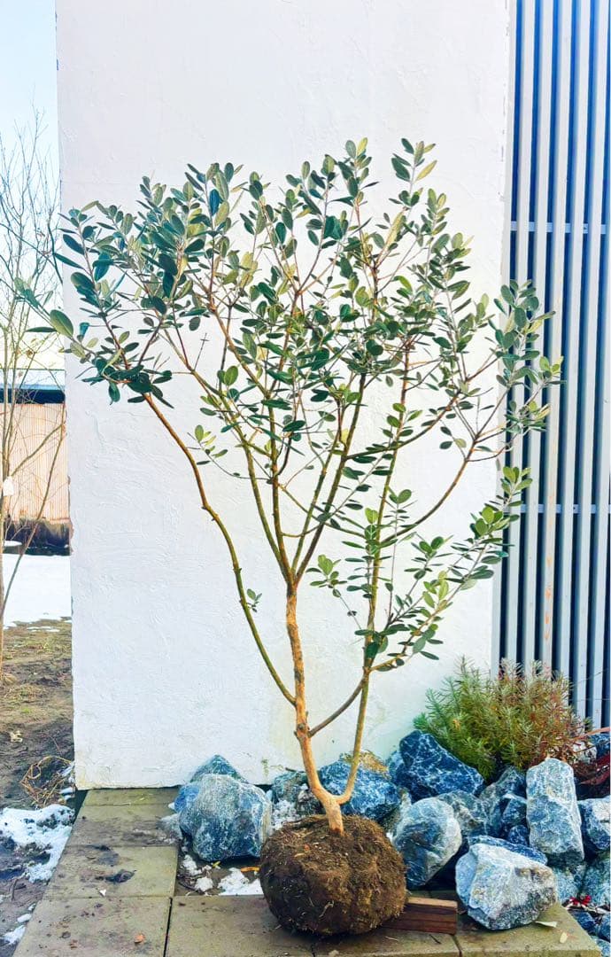 超美形。仕立てフェイジョア1.6M(鉢底から)幅1.0M 品番C