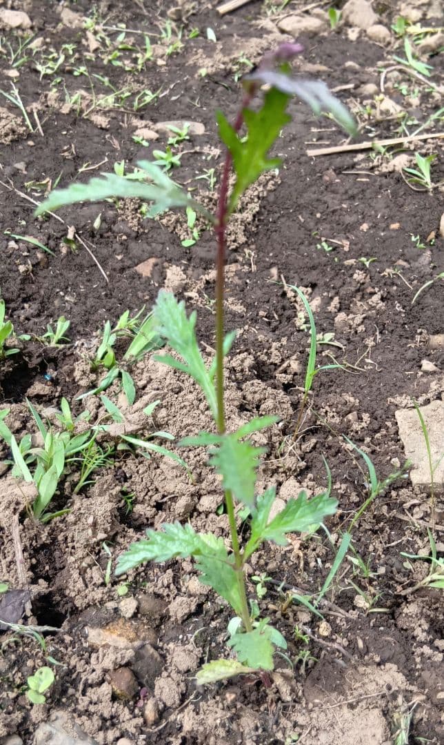 バーベナ　バンプトン　実生苗　抜き苗　宿根草　毎年咲く花