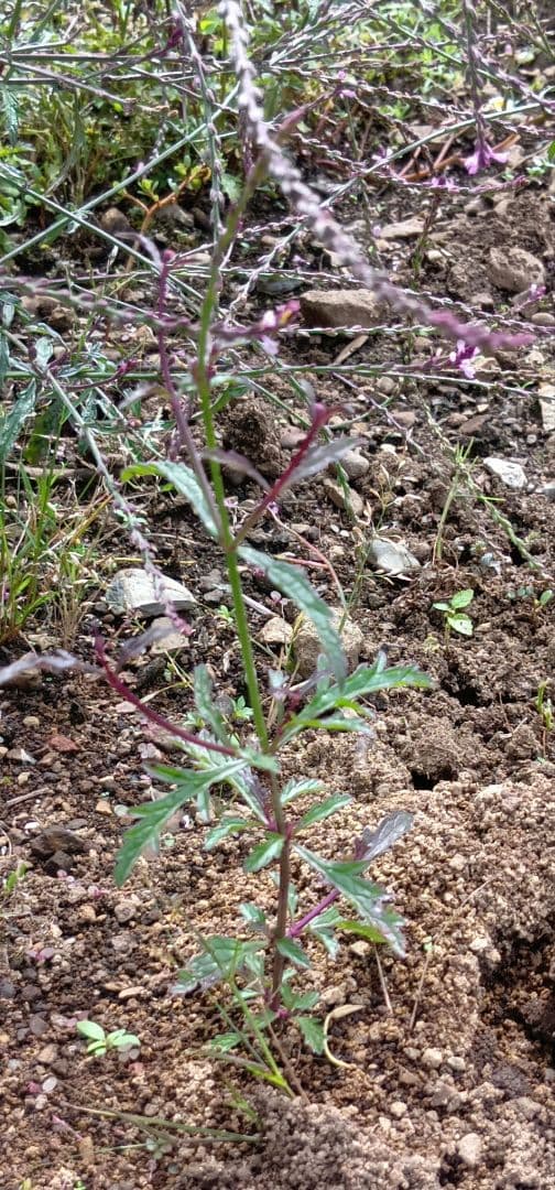 バーベナ　バンプトン　実生苗　抜き苗　宿根草　毎年咲く花
