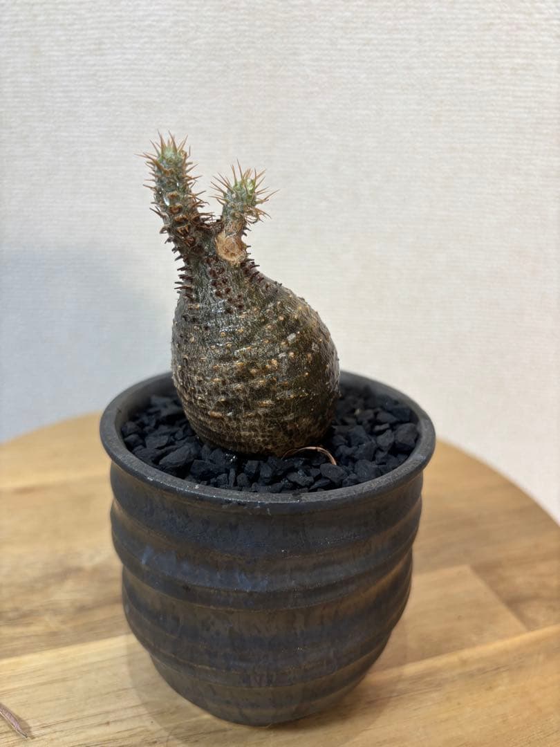 グラキリス　現地球