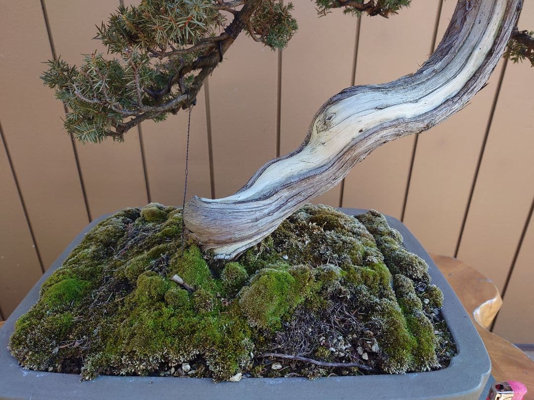 盆栽　伊勢杜松　山木　樹高45cm