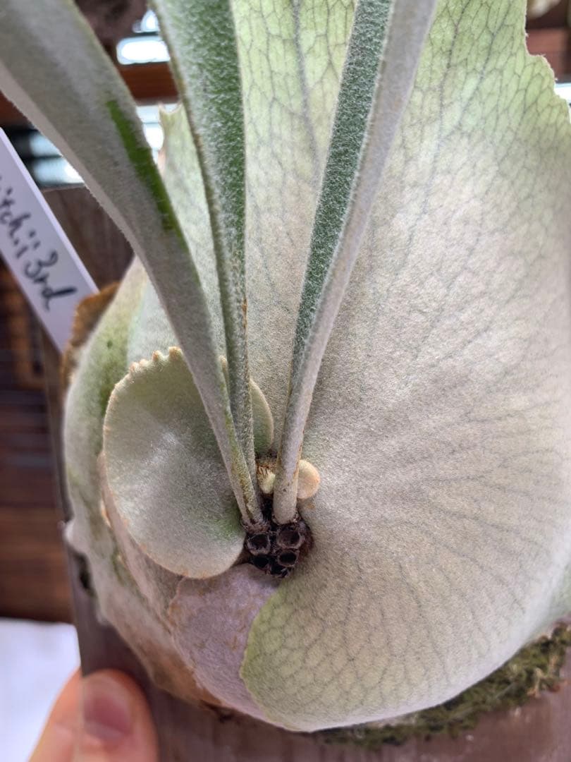 ビカクシダ P.veitchii wild 3rd limited 大きめ子株