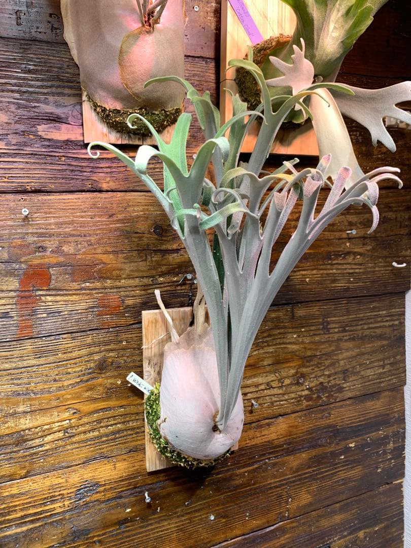 ビカクシダ P.veitchii wild 3rd limited 大きめ子株